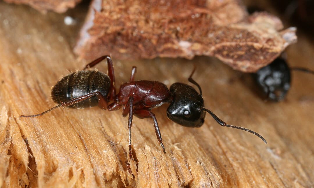 common wood destroying organisms
