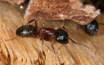 Beyond Termites: Other Common Wood Destroying Organisms