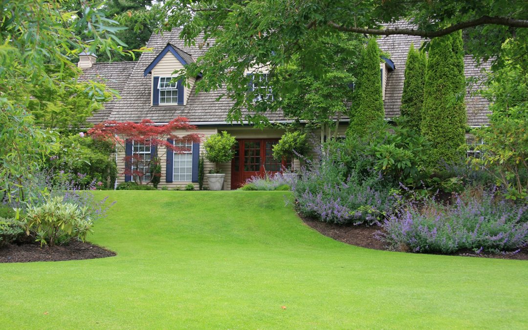 summer lawn care