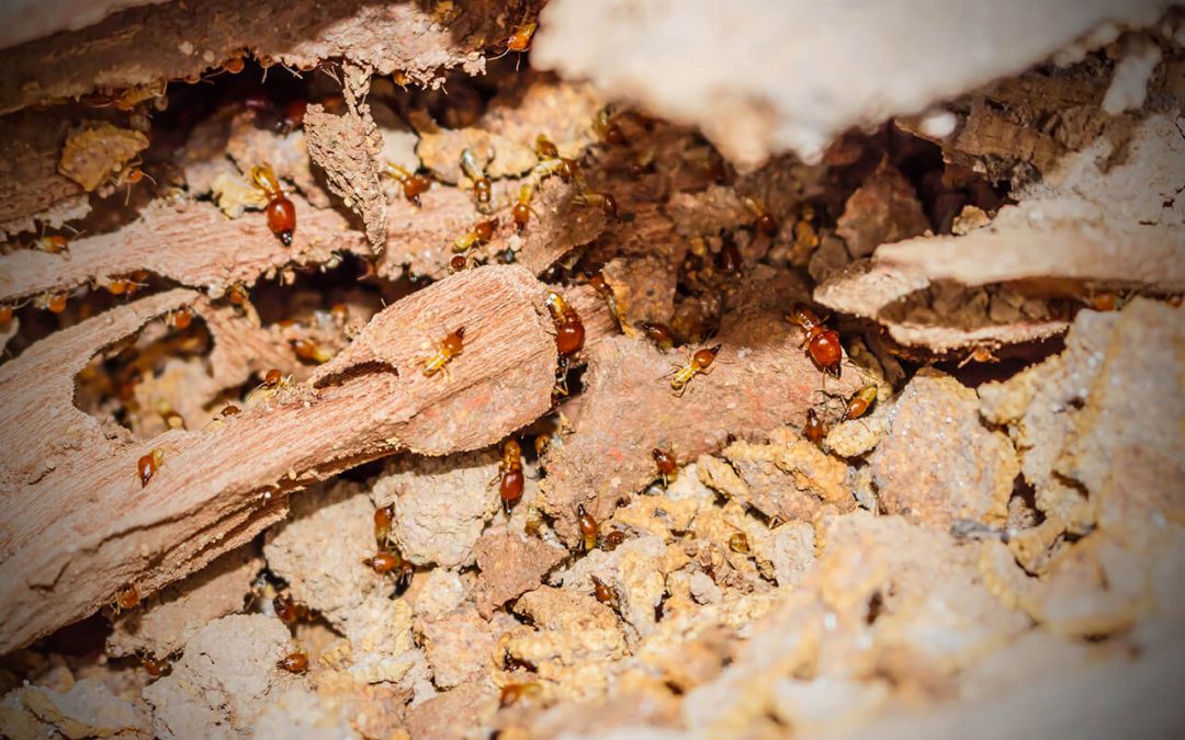 protect your home from termites