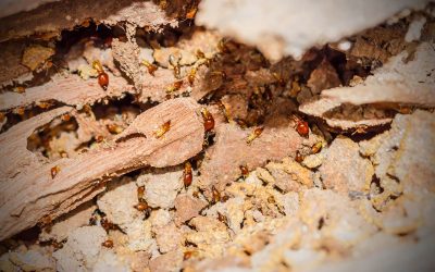 Help Protect Your Home From Termites