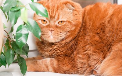 5 Pet-Friendly Houseplants