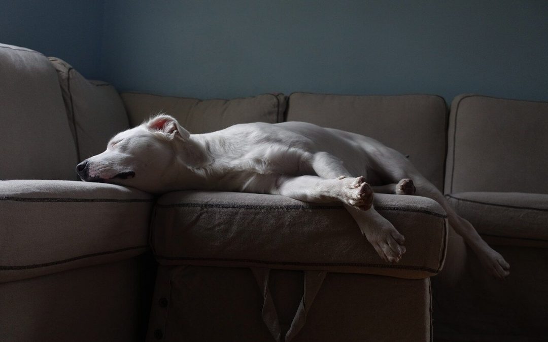 cleaning tips for pet owners