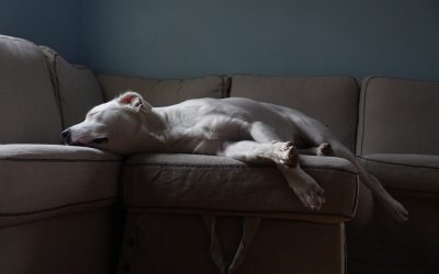 Cleaning Tips for Pet Owners